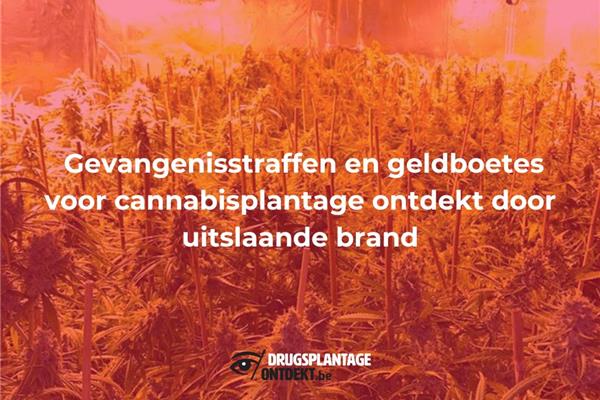 Bornem - Gevangenisstraffen en geldboetes voor cannabisplantage ontdekt door uitslaande brand